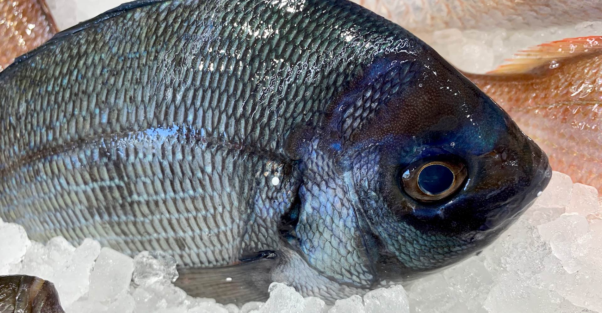 Fish Market