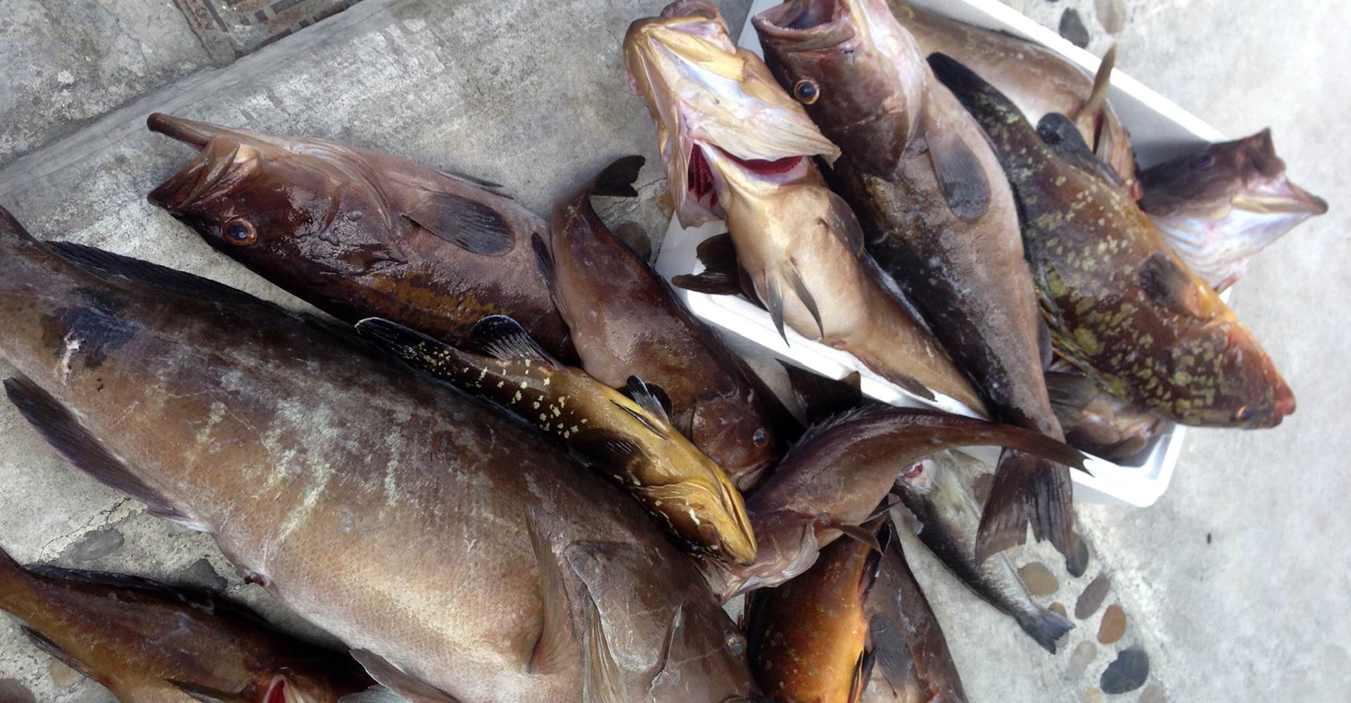 Fish Market