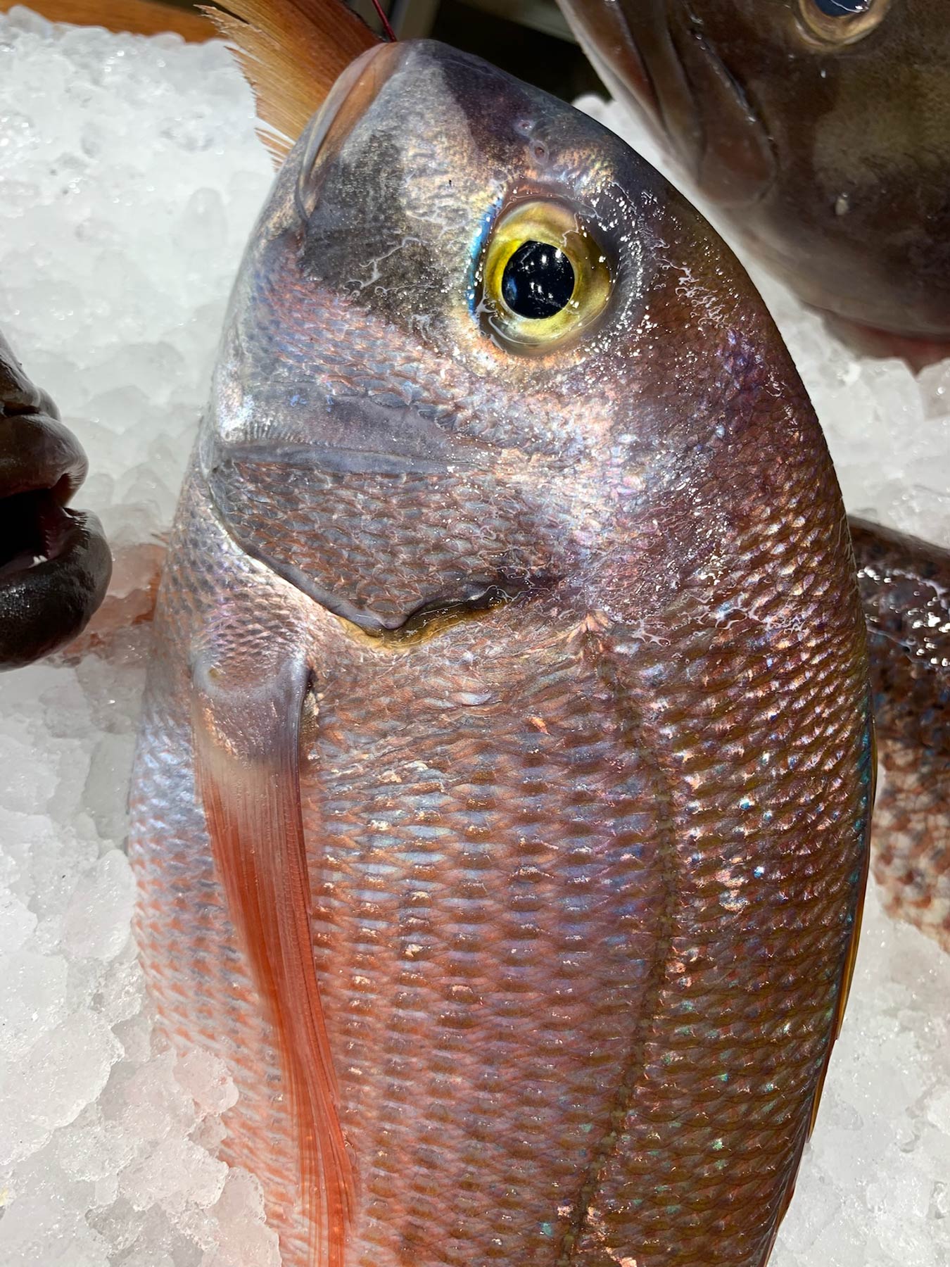 Fish Market