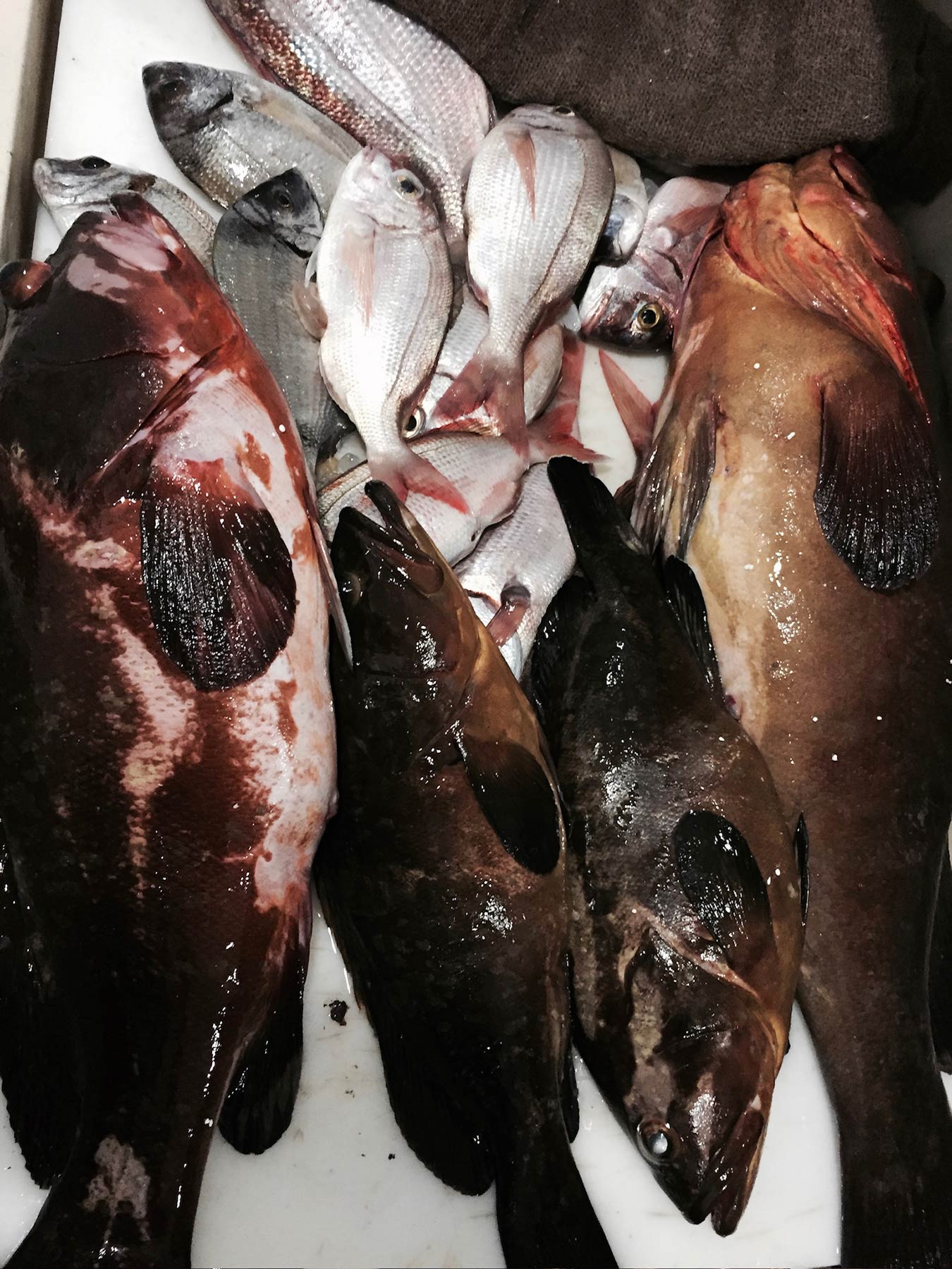 Fish Market