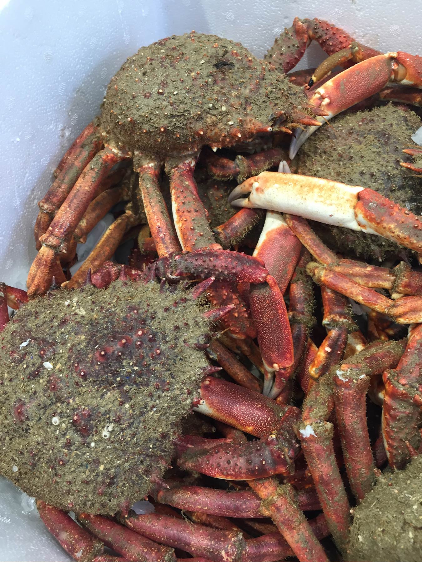 Fish Market