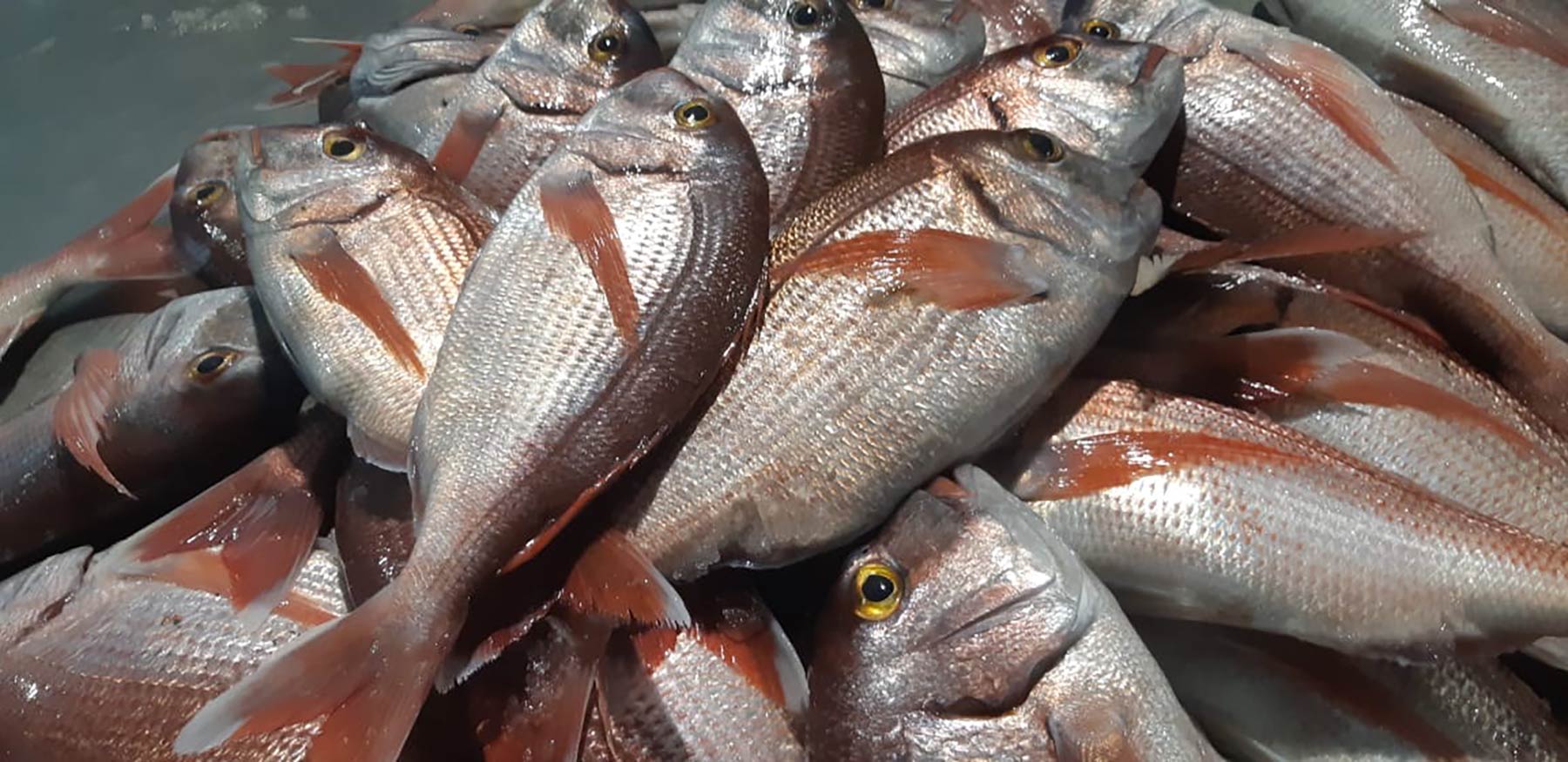 Fish Market