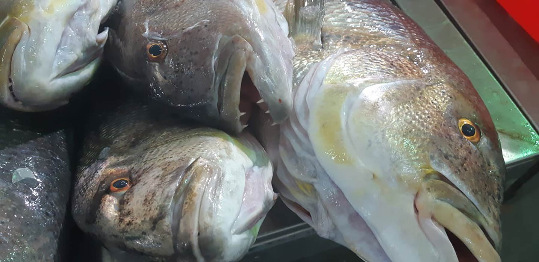 Fish Market