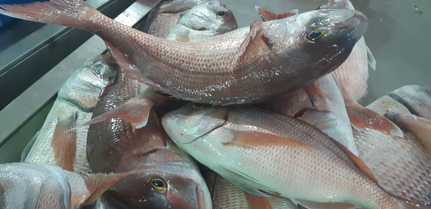 Fish Market