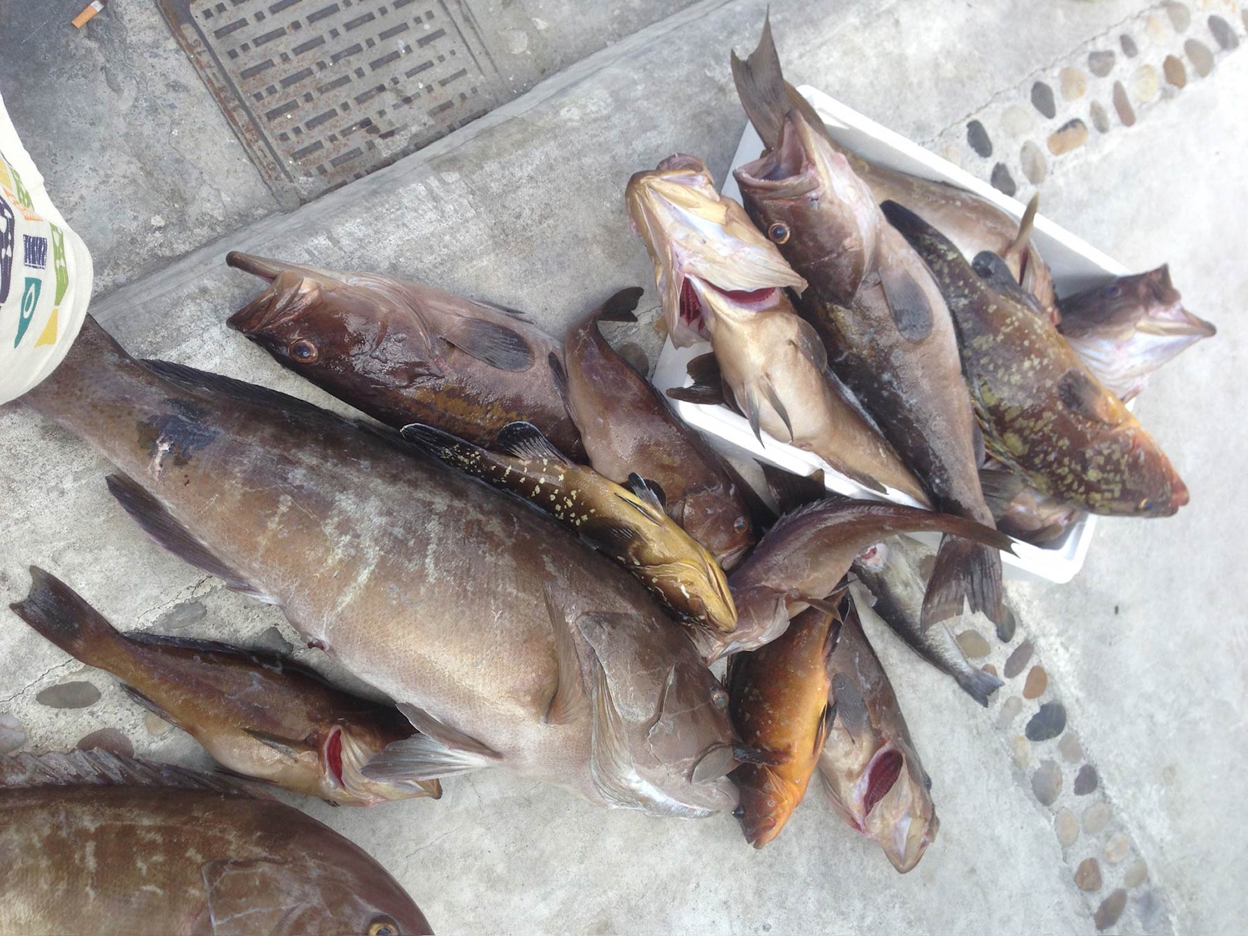 Fish Market