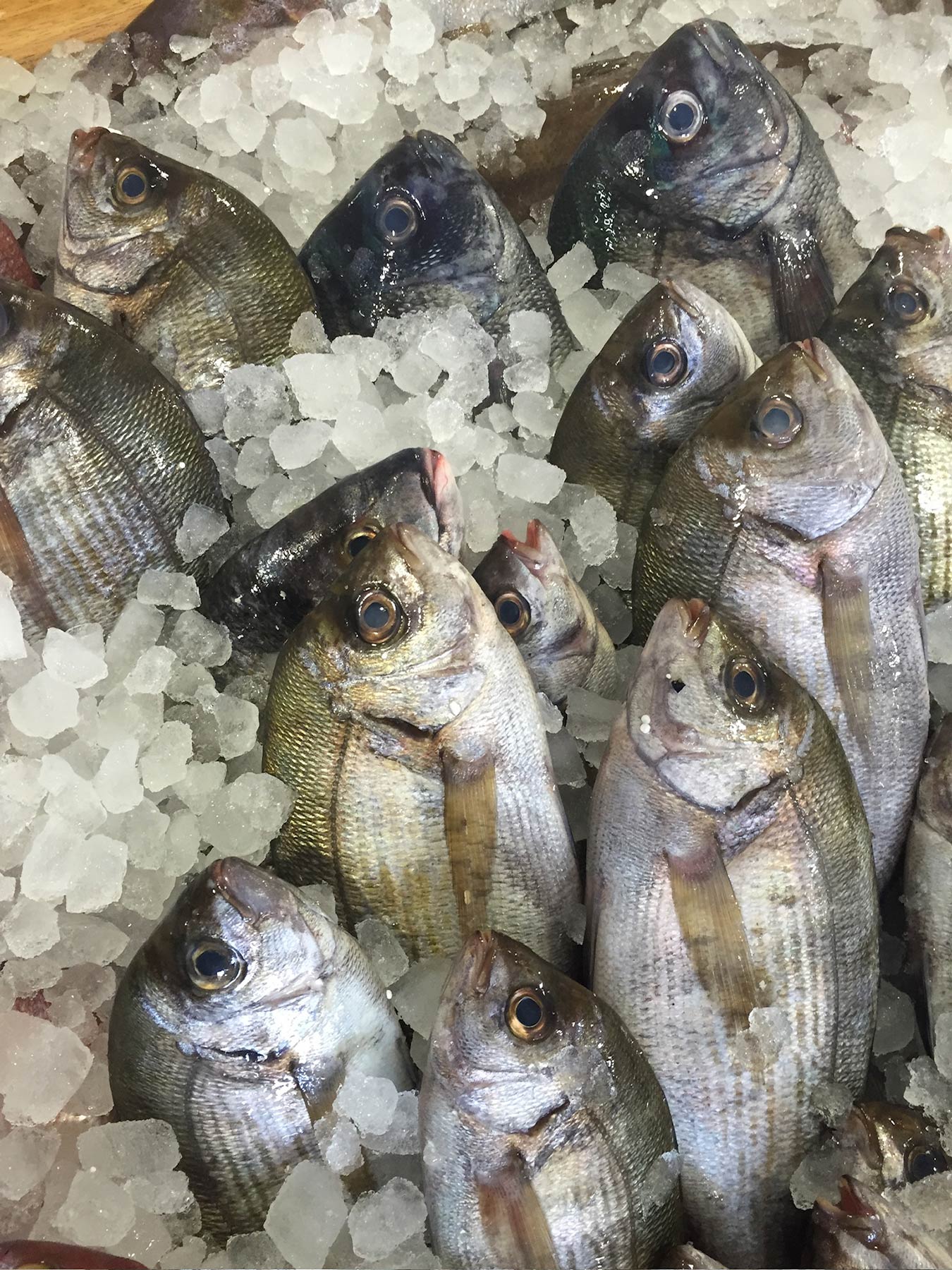Fish Market