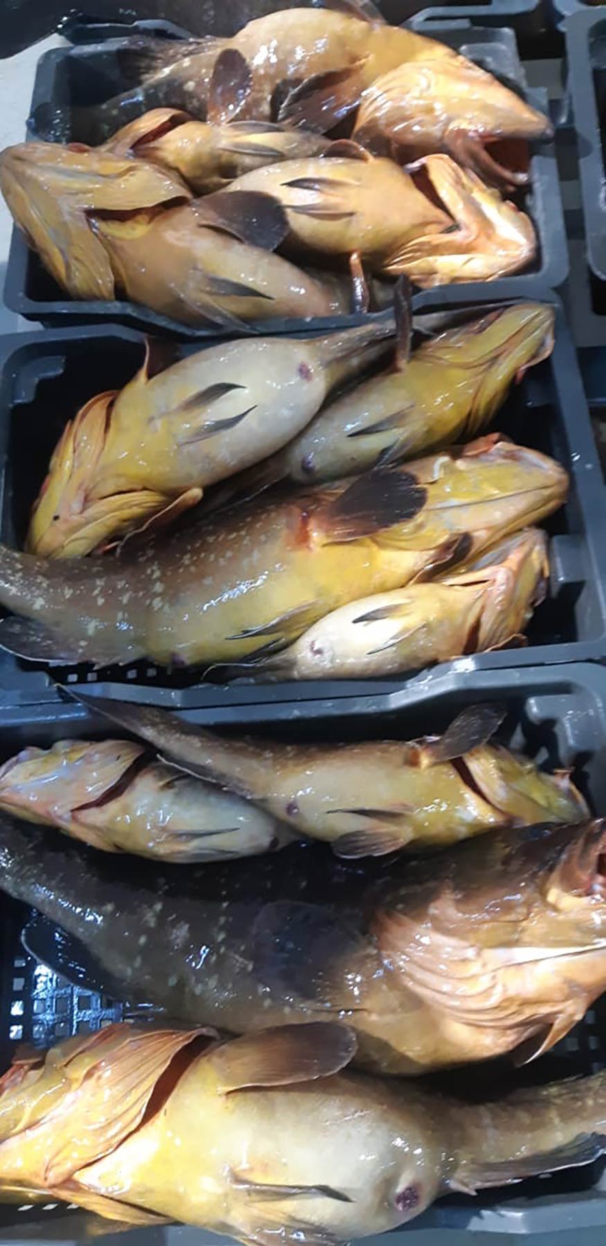 Fish Market