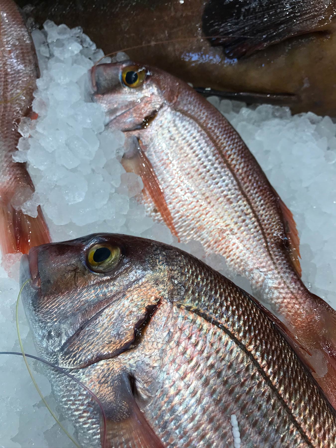 Fish Market