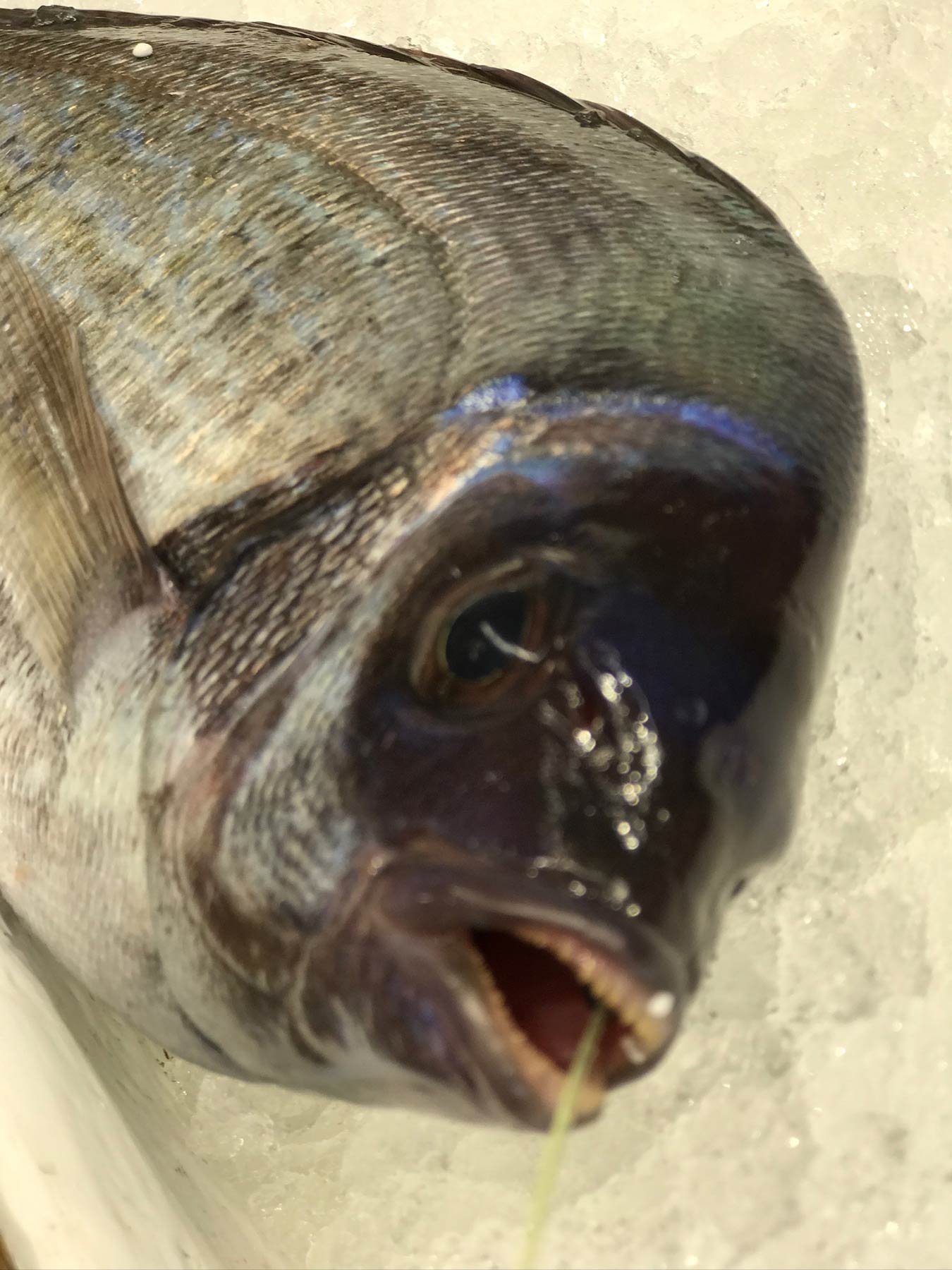 Fish Market