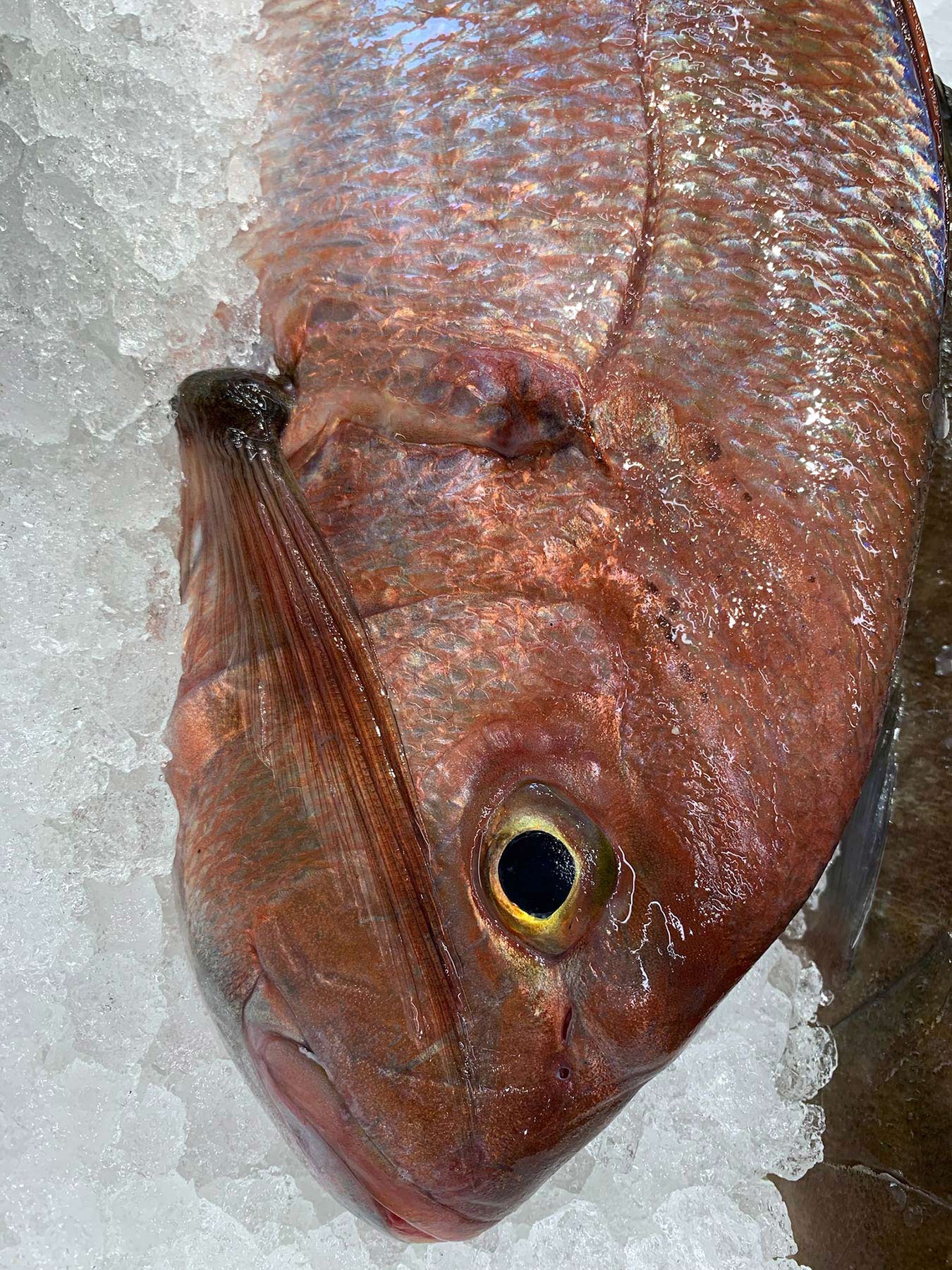 Fish Market