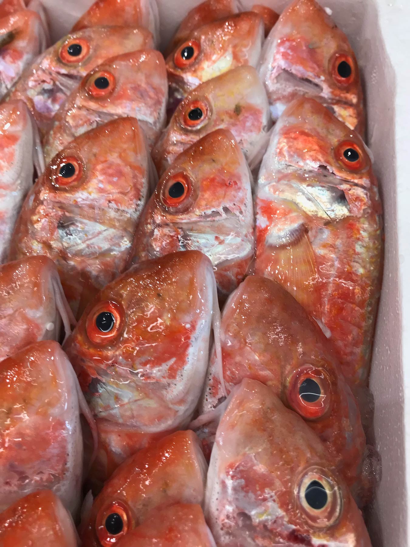 Fish Market