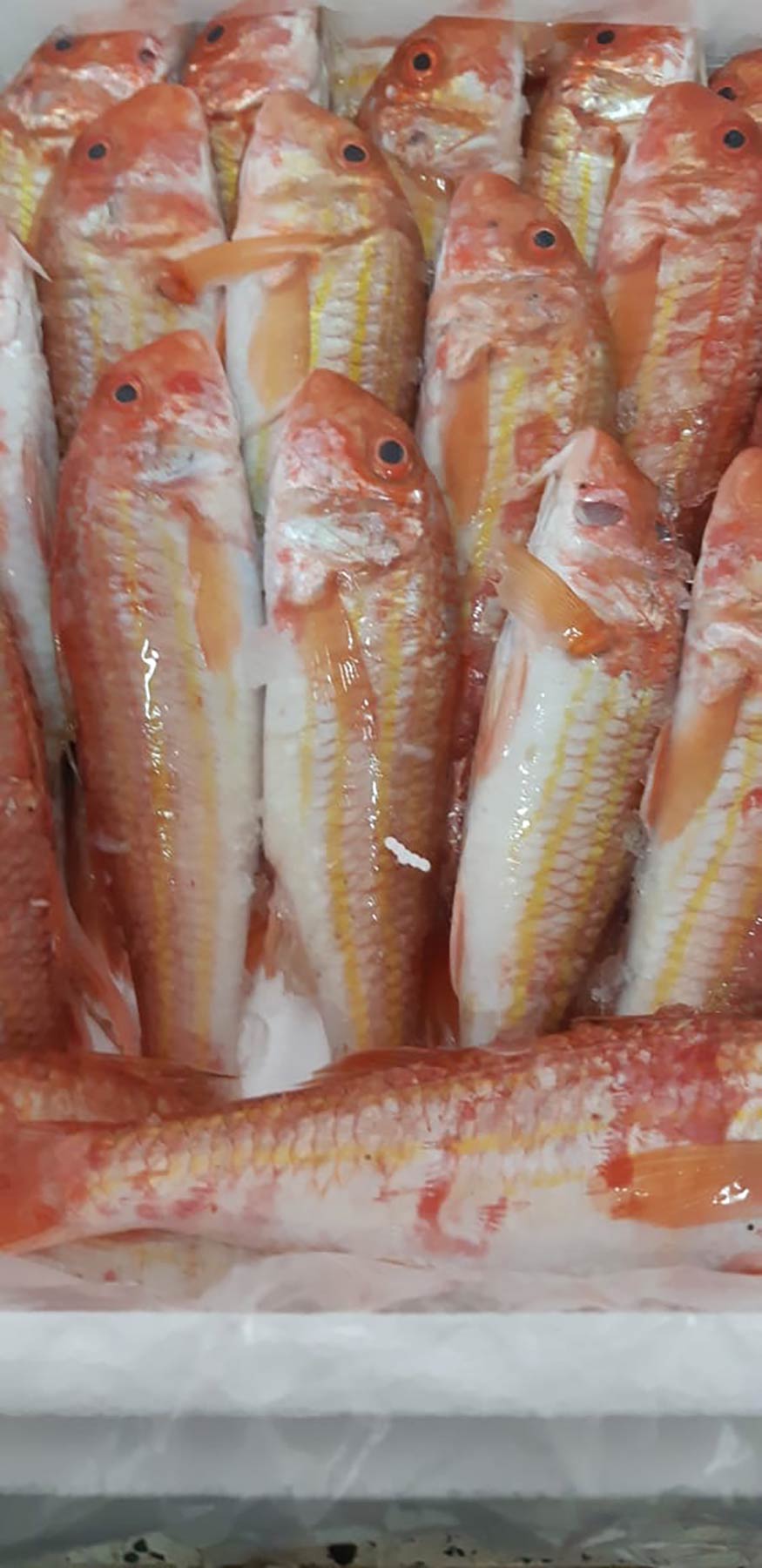 Fish Market