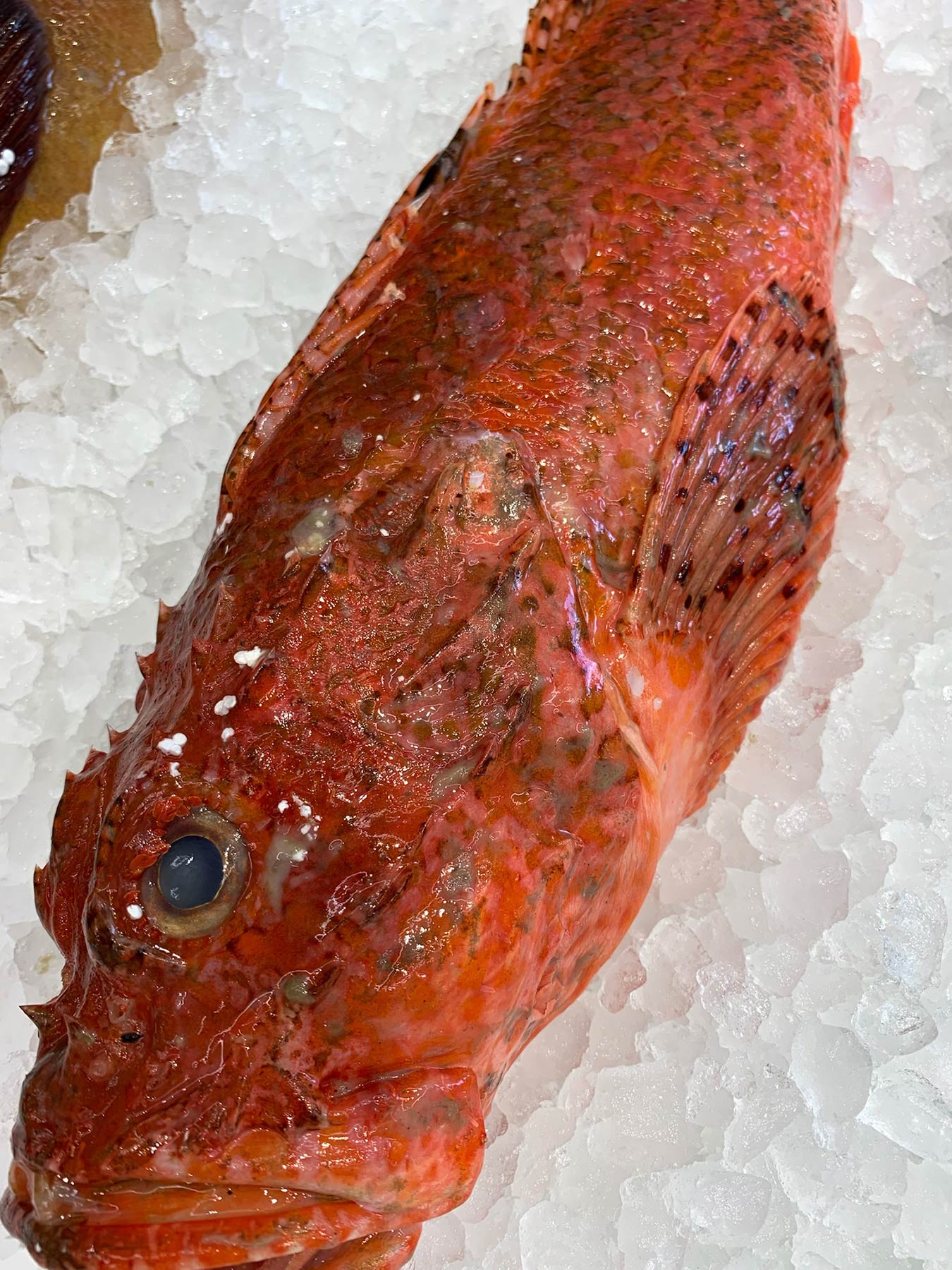 Fish Market