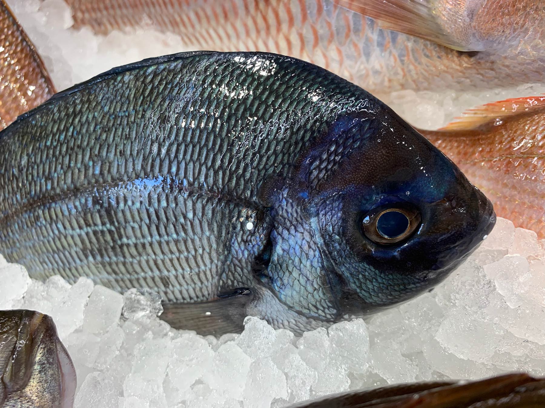 Fish Market